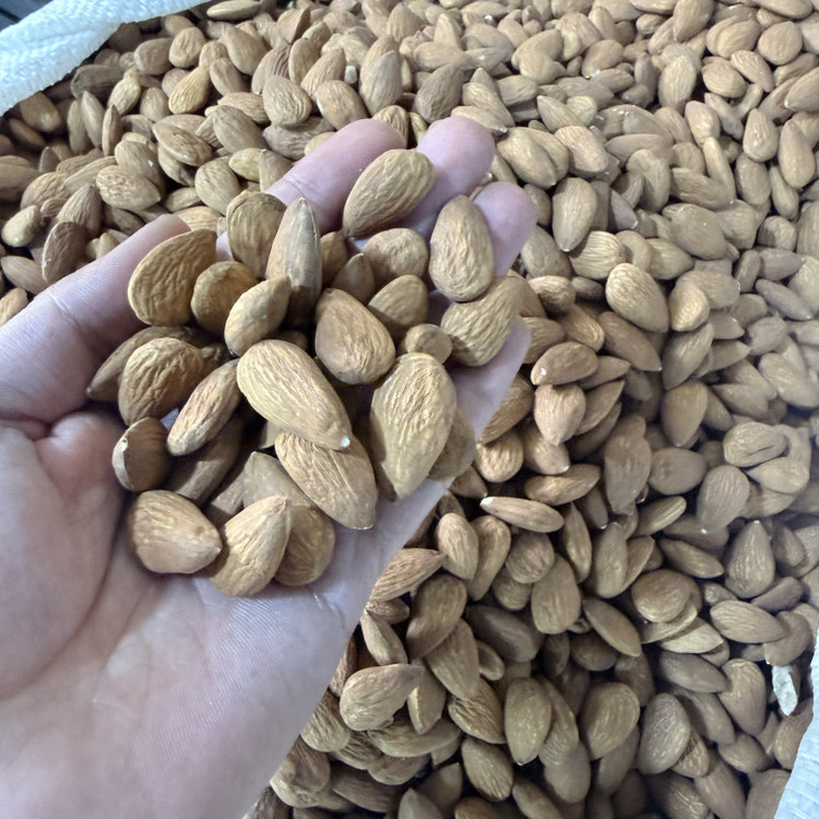بادام درختی