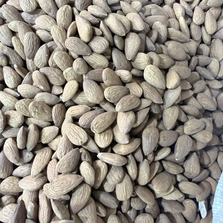 بادام درختی